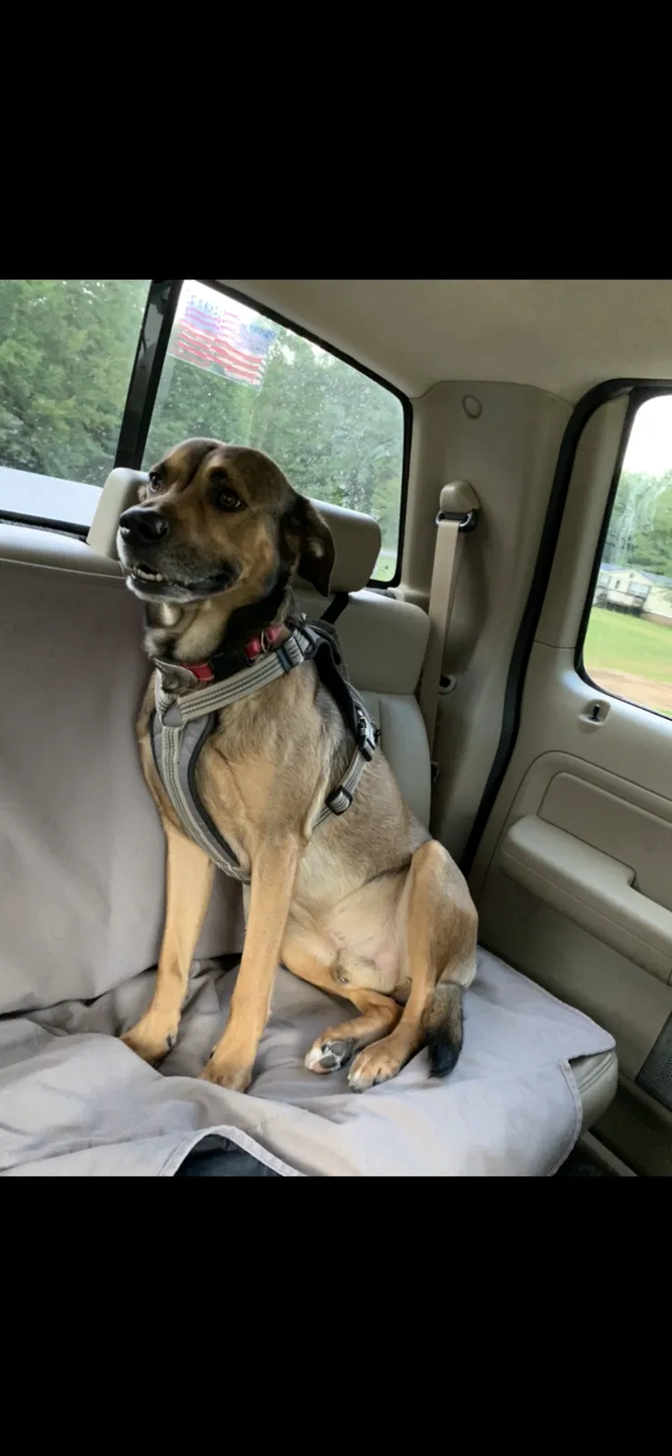 Lost dog in Irmo, SC, 29063