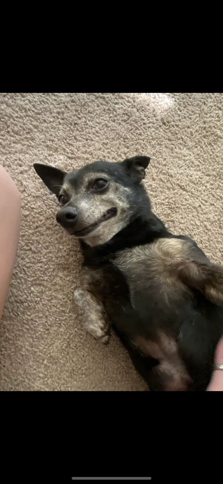 Lost dog in Alvin, TX, 77511