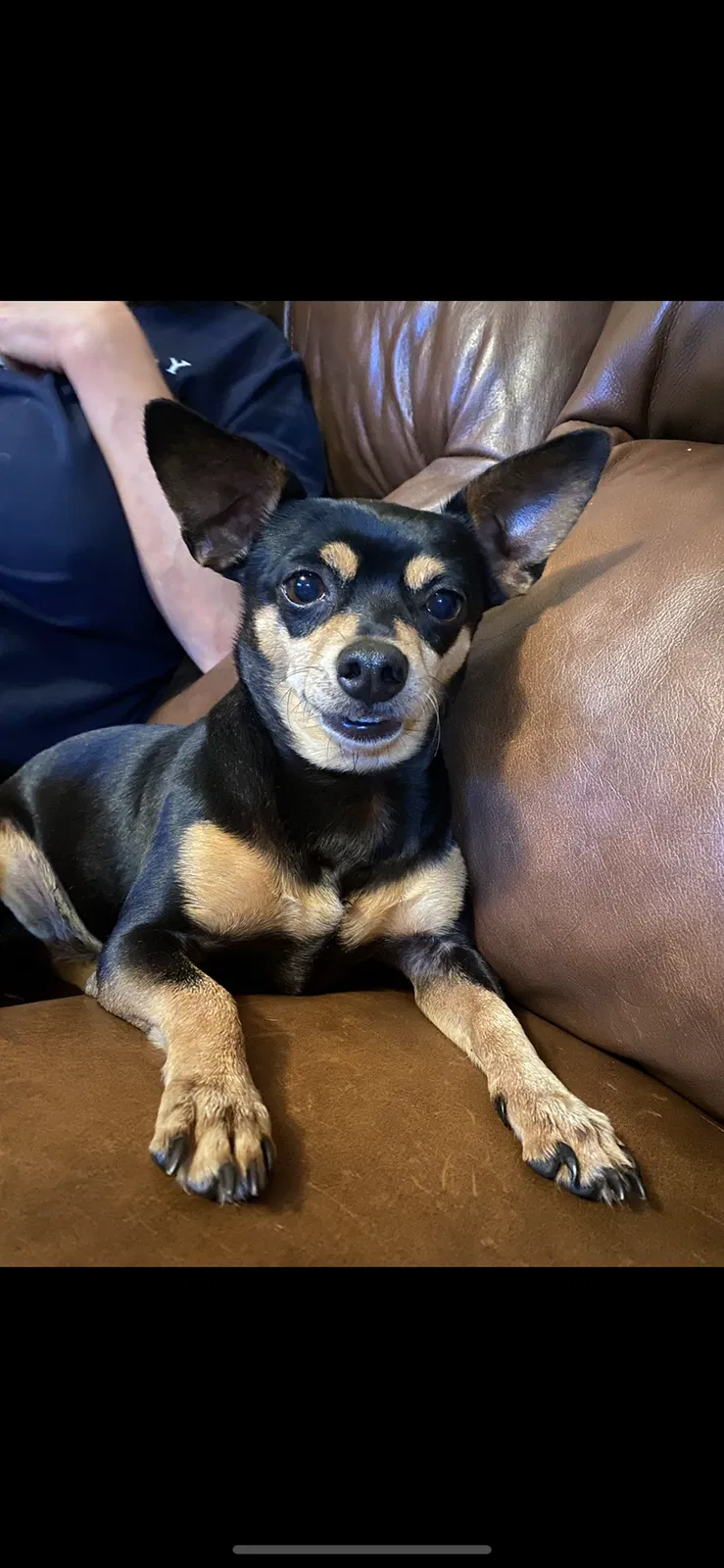 Lost dog in Alvin, TX, 77511
