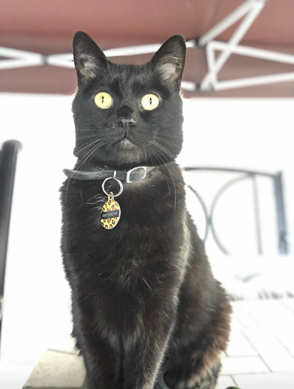 Lost cat in Lake Forest, CA, 92630