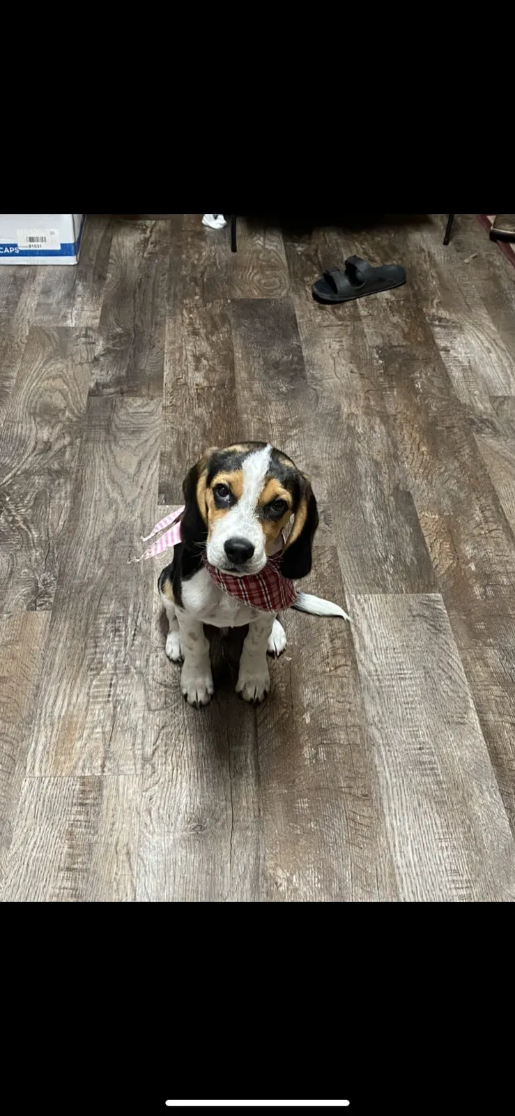Lost dog in Sun Prairie, WI, 53590