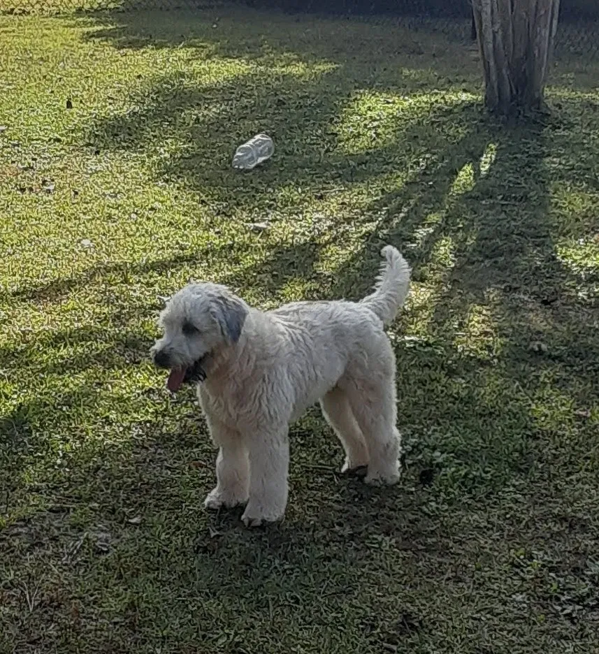 Lost dog in Rembert, SC, 29128