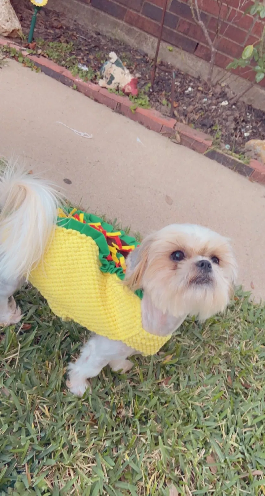 Lost dog in Brookshire, TX, 77423
