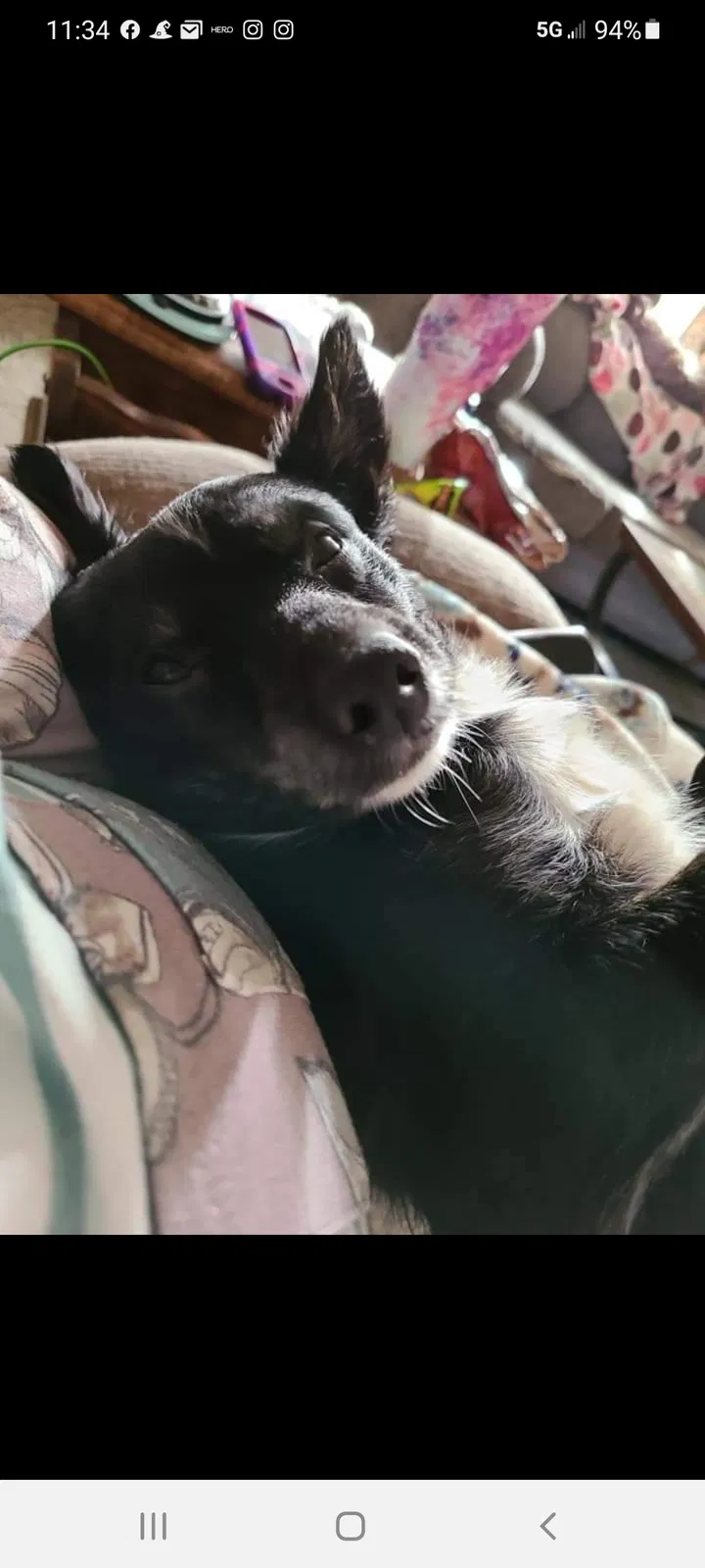 Lost dog in Stroud, OK, 74079