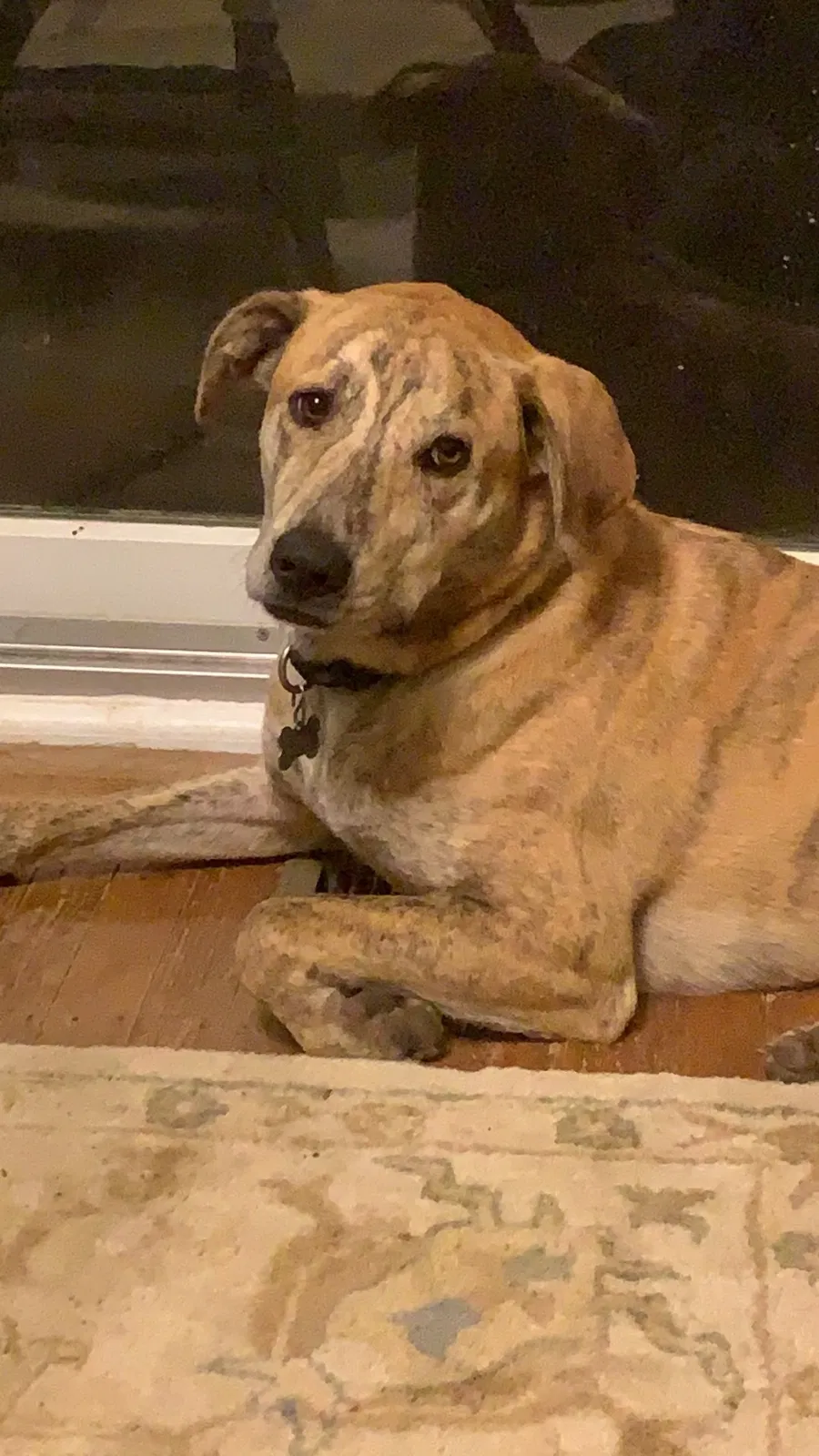 Lost dog in Berwyn, PA, 19312