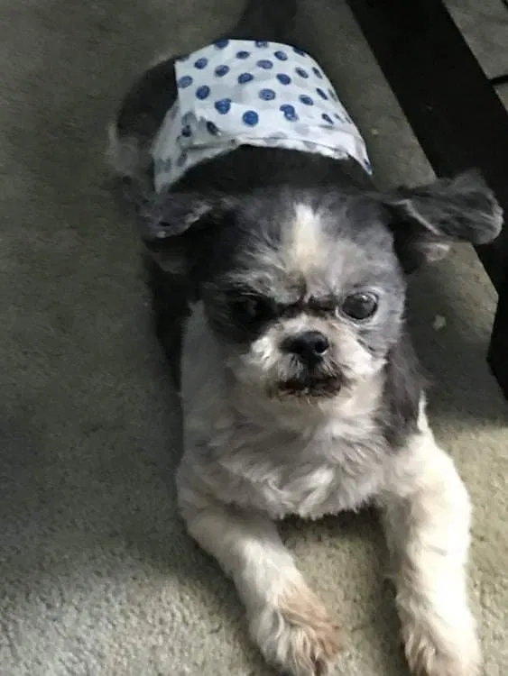 Lost dog in Goodyear, AZ, 85338