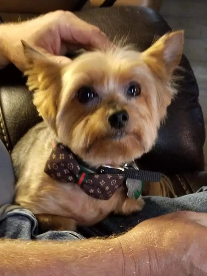 Lost dog in Weatherford, TX, 76085