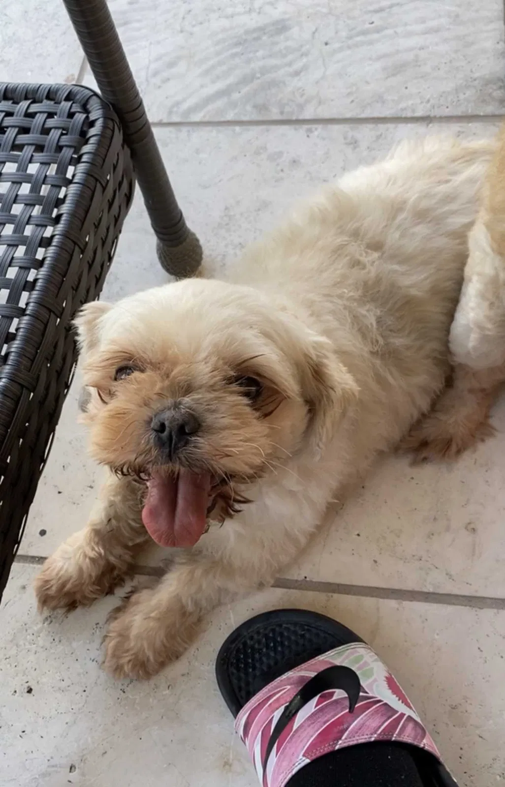 Lost dog in Cleveland, OH, 44106