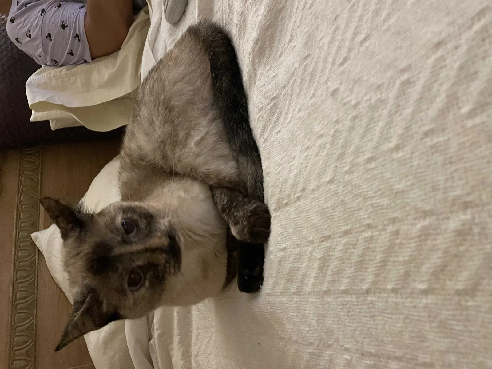 Lost cat in Oviedo, FL, 32765