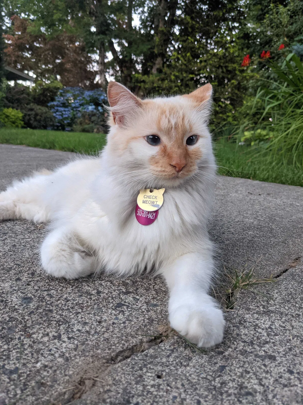 Lost cat in Portland, OR, 97225