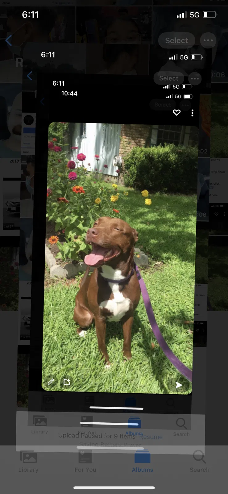 Lost dog in Clute, TX, 77531