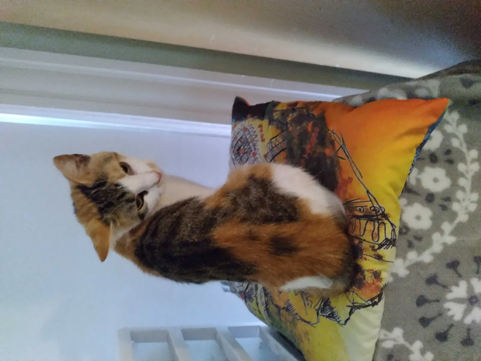 Lost cat in Kingston, PA, 18704