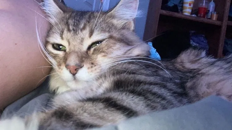 Lost cat in Saint Petersburg, FL, 33707