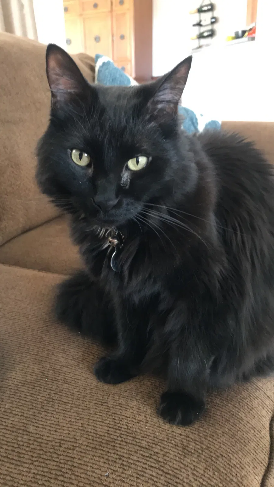 Lost cat in Saint Charles, MO, 63304
