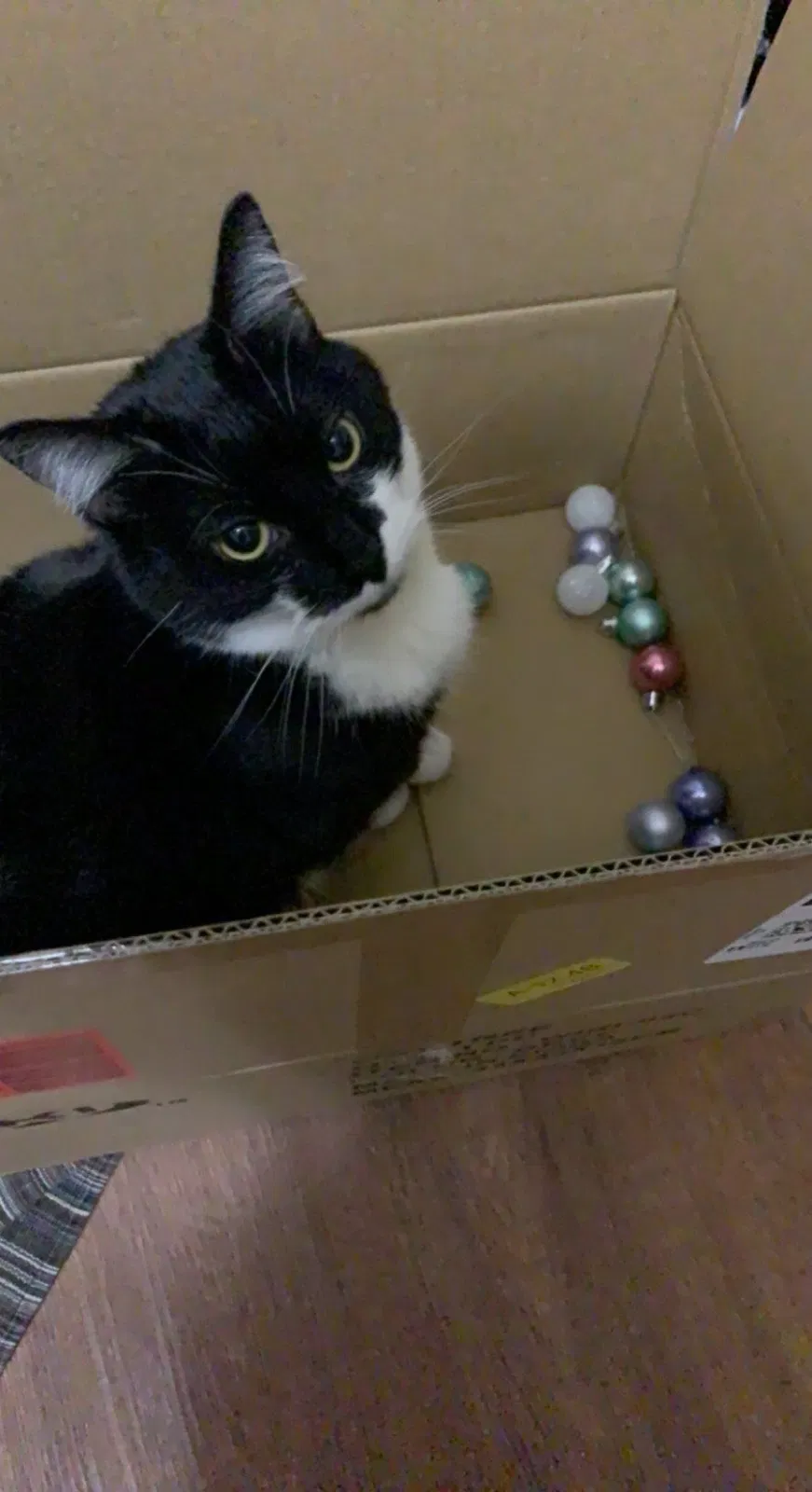 Lost cat in Miami, FL, 33155