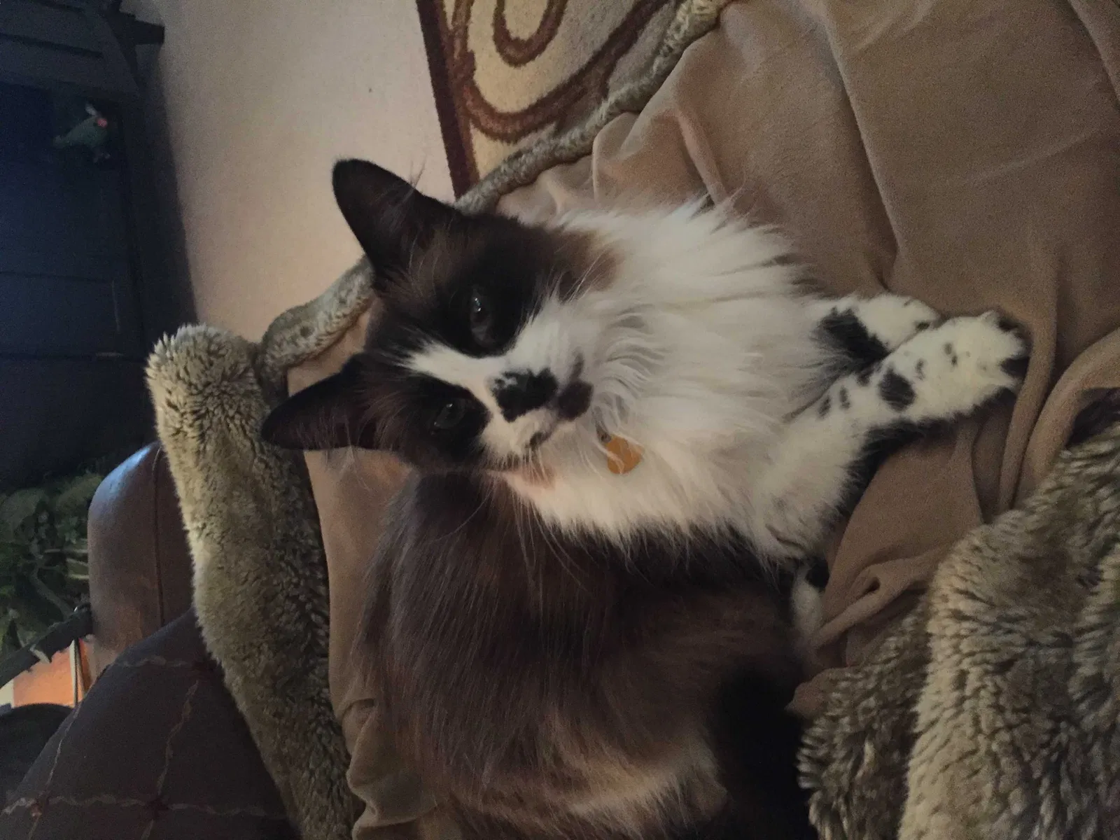 Lost cat in Alpharetta, GA, 30022