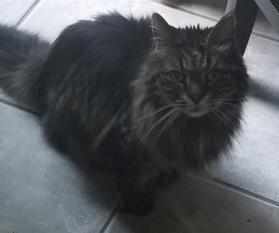 Lost cat in Knoxville, TN, 37931