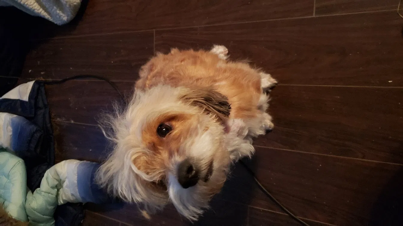 Lost dog in Washoe Valley, NV, 89704