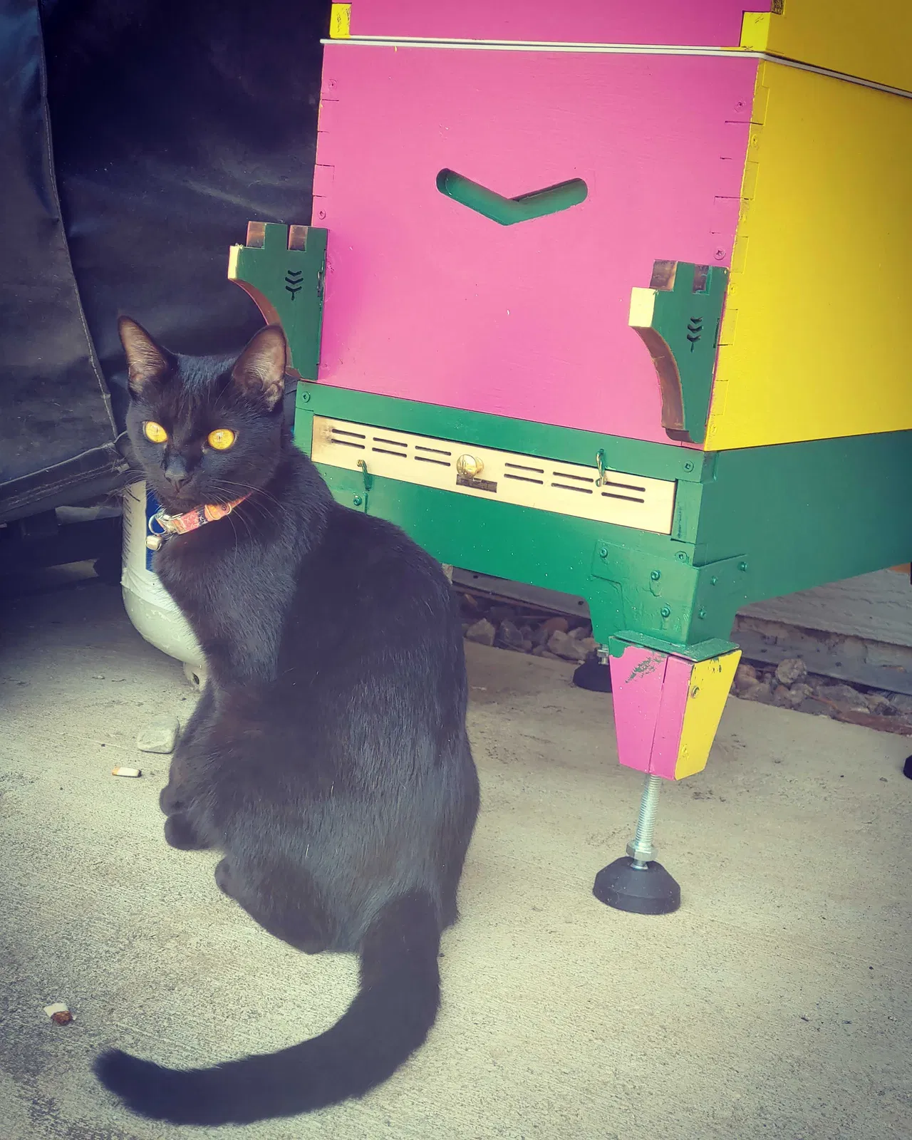 Lost cat in Aurora, CO, 80015