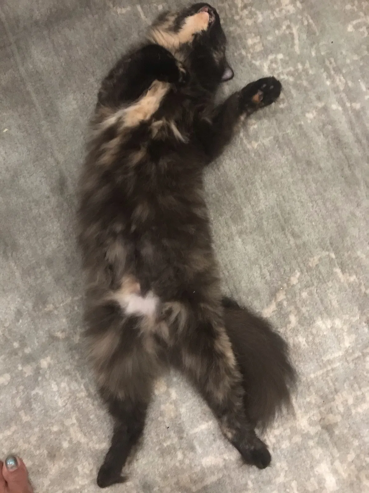 Lost cat in Needham, MA, 2492