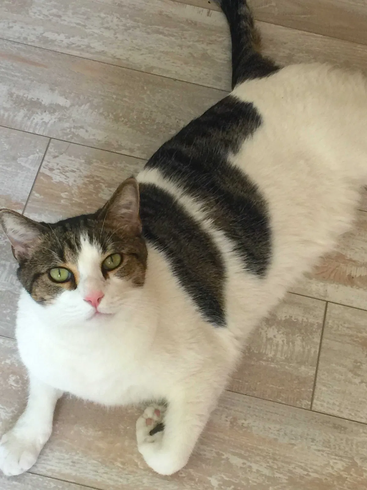 Lost cat in Albuquerque, NM, 87114