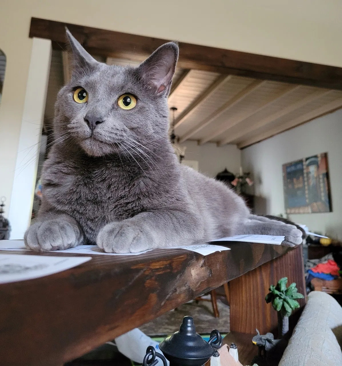 Lost cat in Duluth, GA, 30096