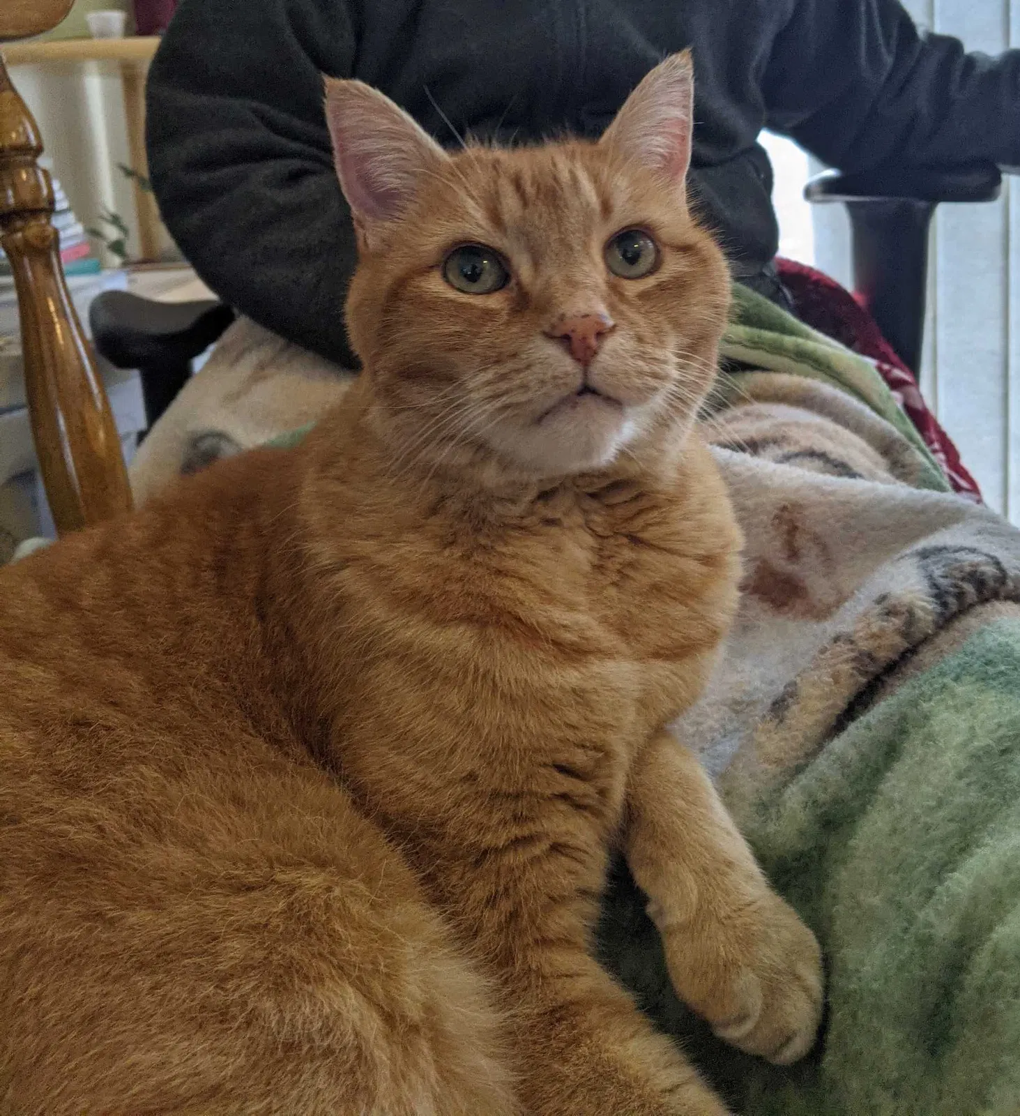 Lost cat in Spokane, WA, 99223