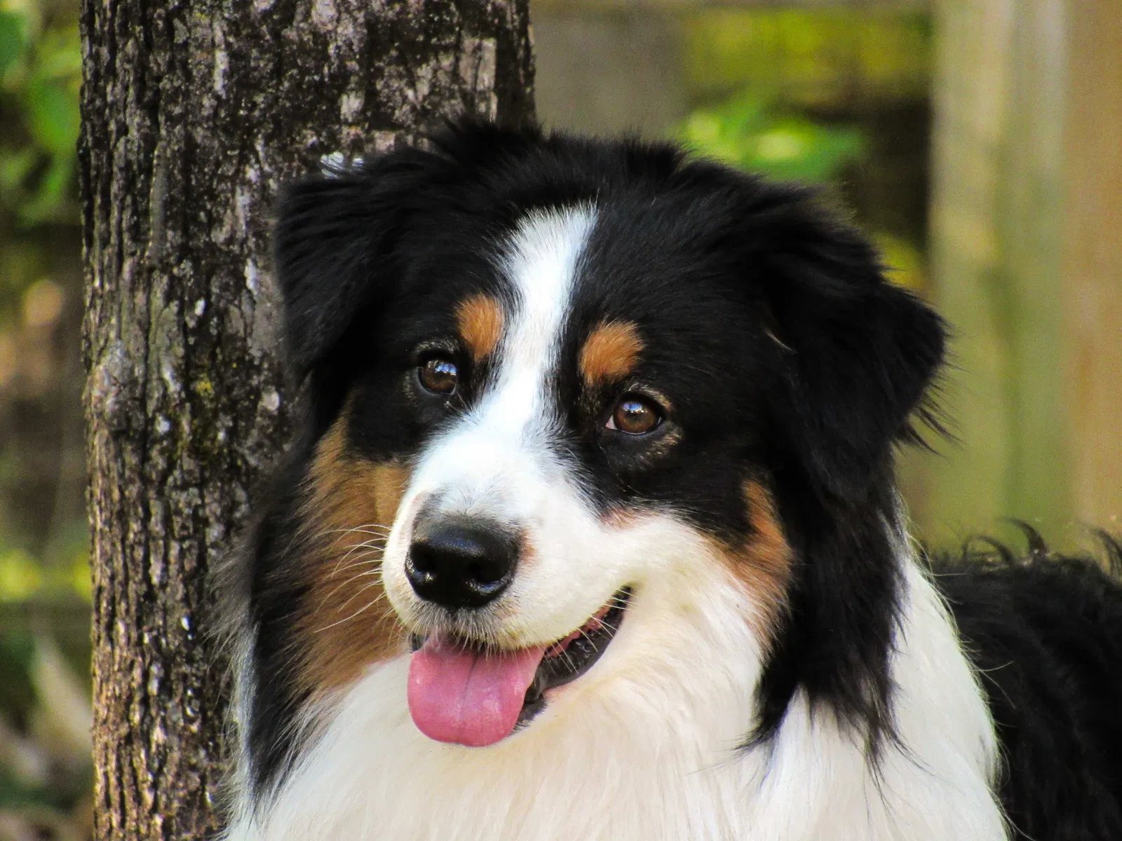 Lost dog in Indian Trail, NC, 28079