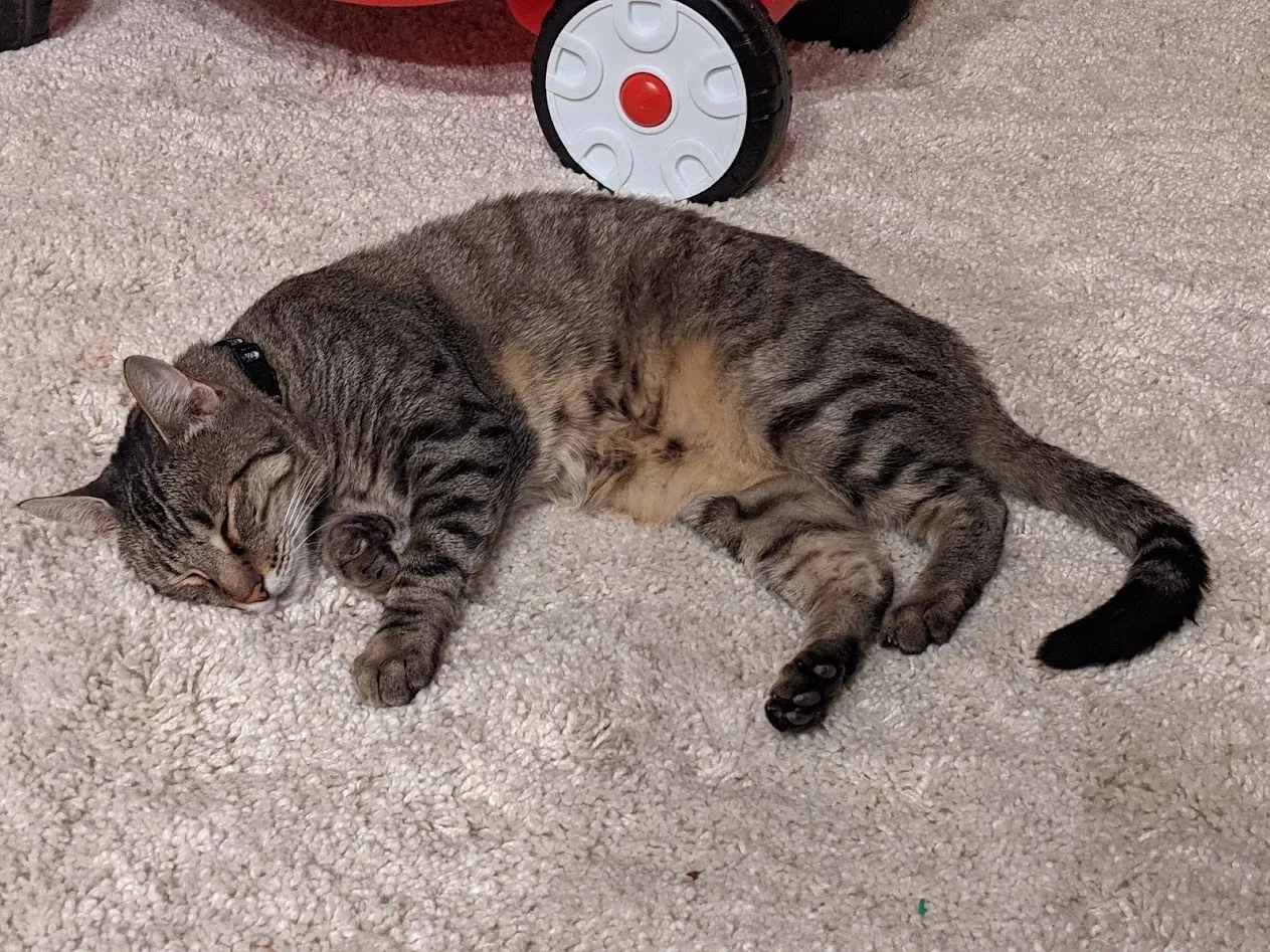 Lost cat in Tracy, CA, 95304