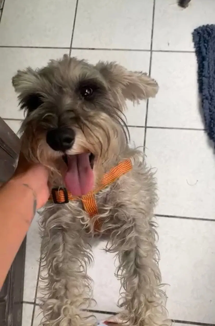 Lost dog in El Paso, TX, 79915