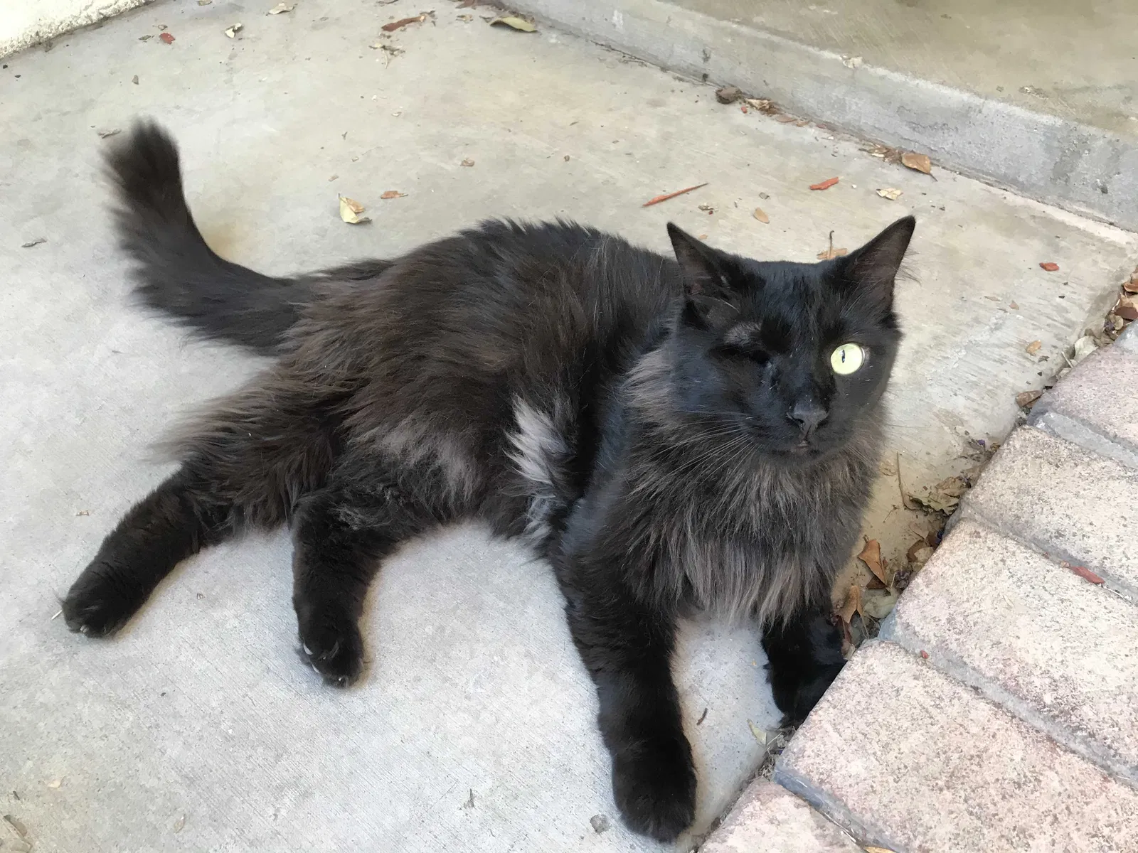 Lost cat in Rancho Cordova, CA, 95670