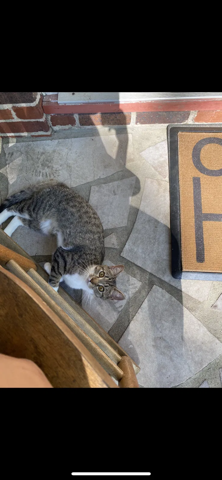 Lost cat in Charleston, WV, 25314
