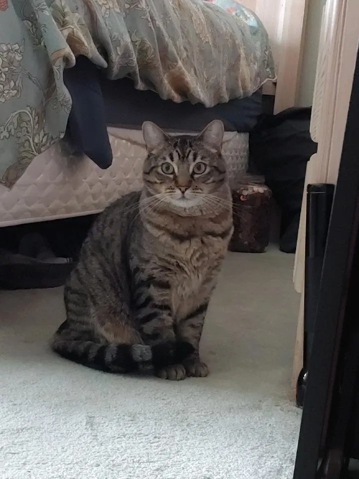 Lost cat in Redondo Beach, CA, 90278