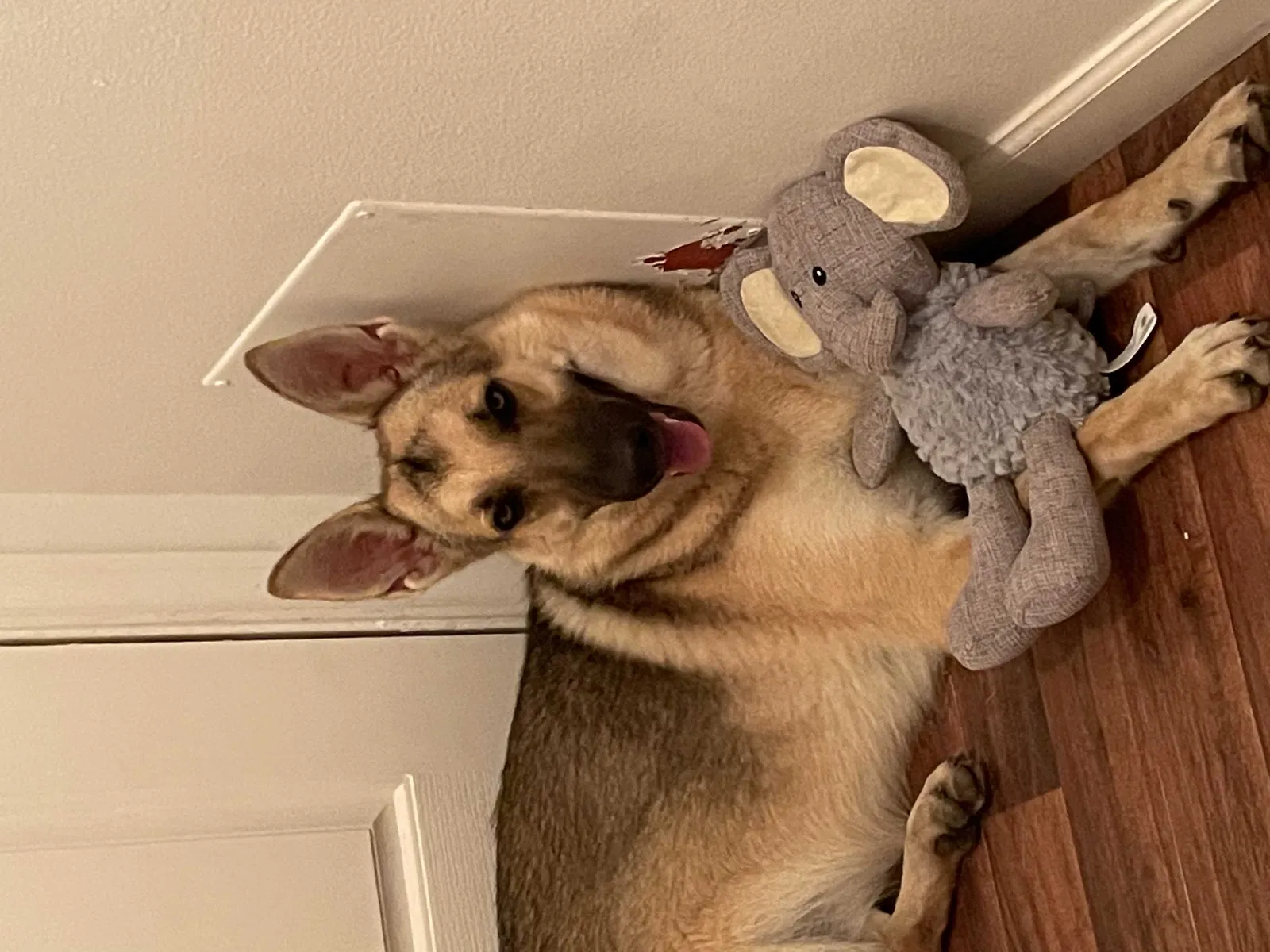 Lost dog in Rosenberg, TX, 77471
