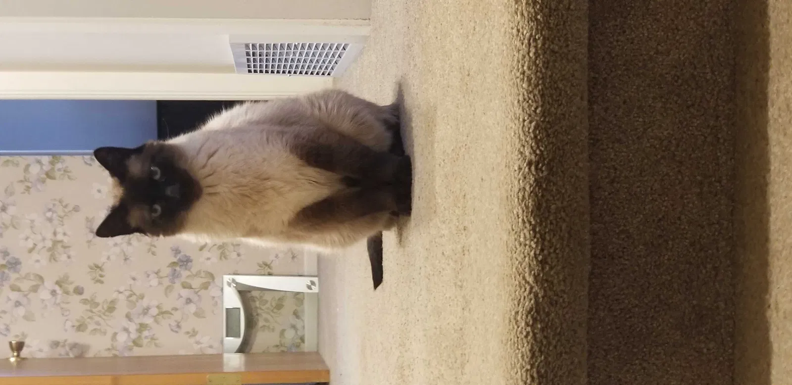 Lost cat in Denver, CO, 80236