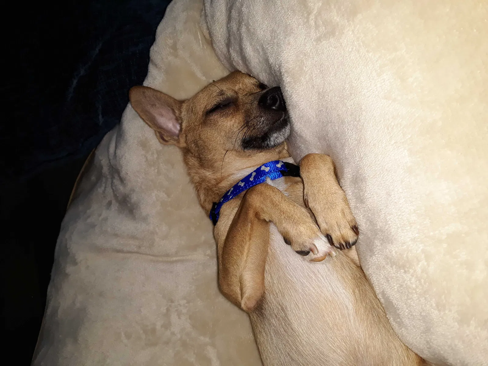 Lost dog in Salt Lake City, UT, 84118