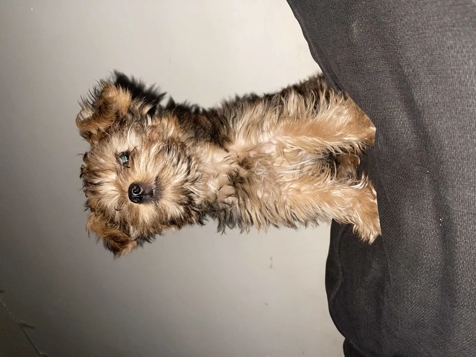 Lost dog in Rosemead, CA, 91770