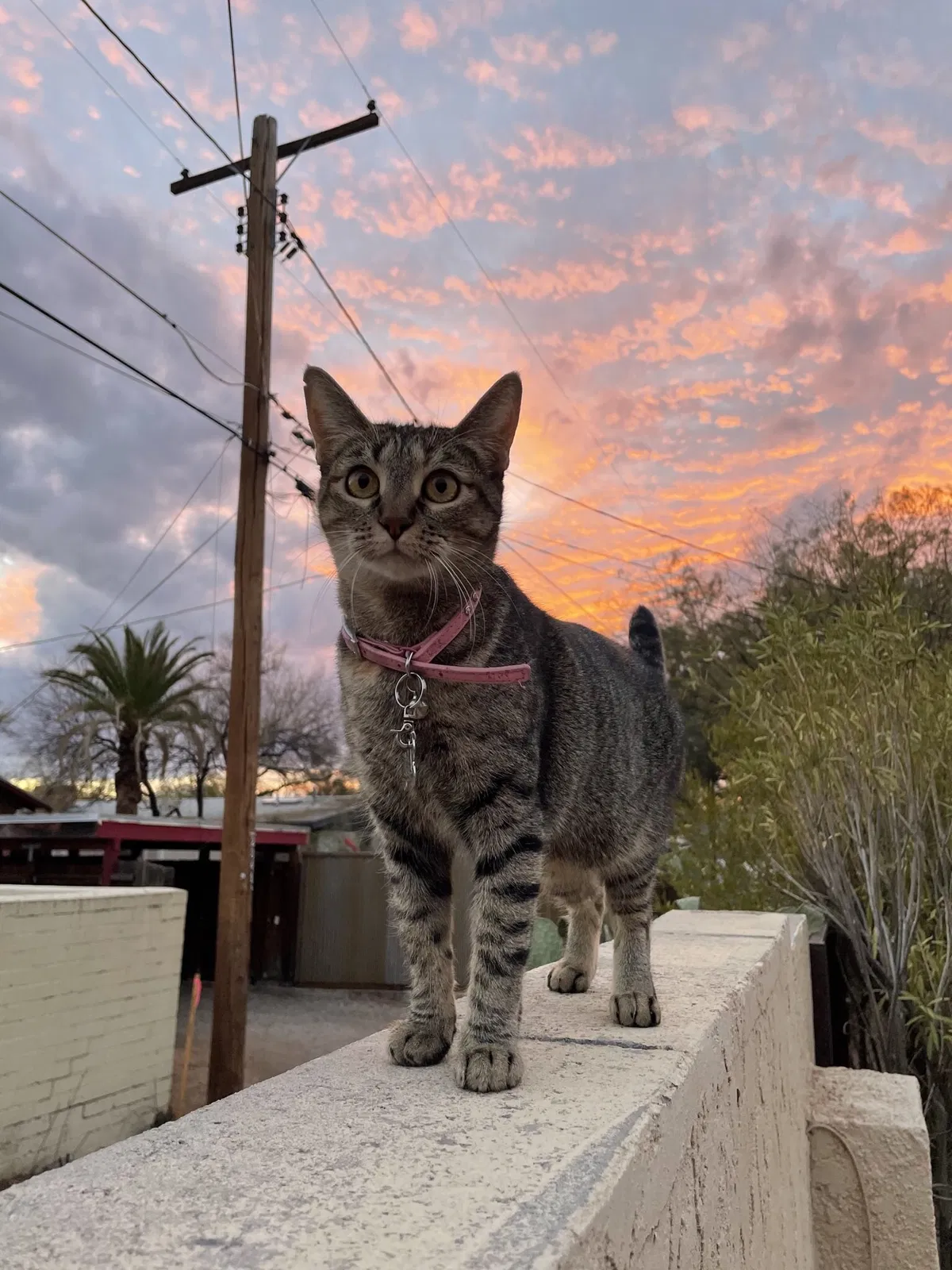 Lost cat in Tucson, AZ, 85742