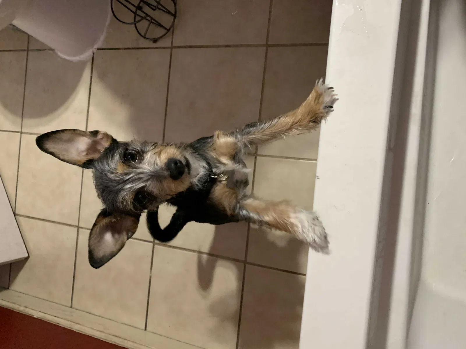 Lost dog in Las Vegas, NV, 89104