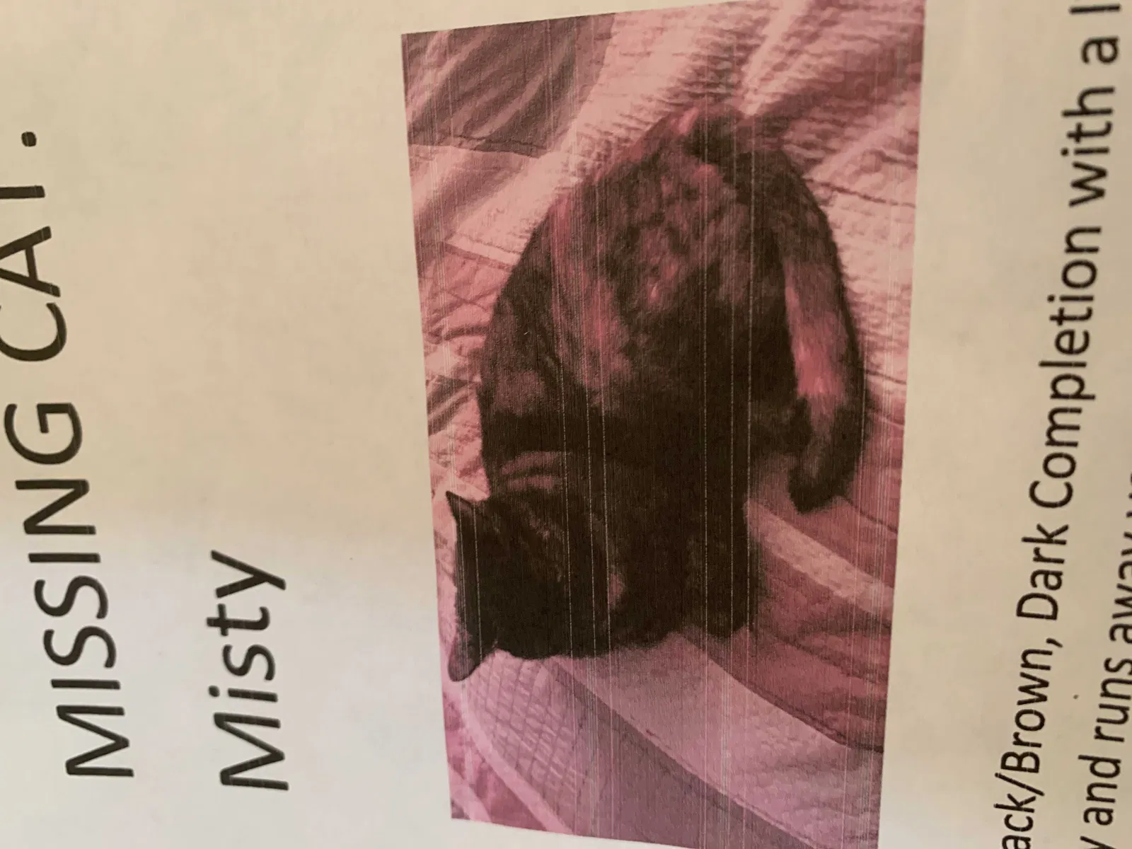 Lost cat in West Palm Beach, FL, 33417