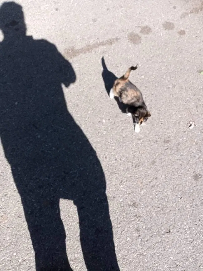 Lost cat in Oklahoma City, OK, 73109