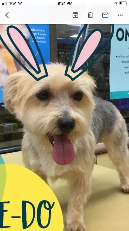 Lost dog in Oklahoma City, OK, 73142