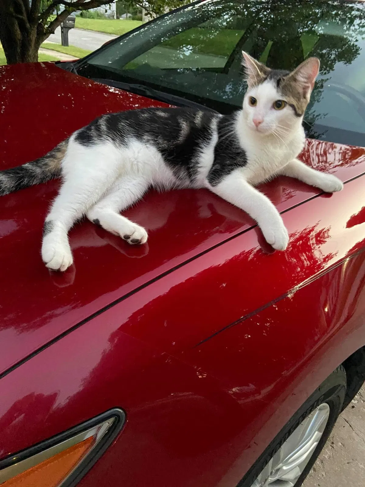 Lost cat in Independence, MO, 64050