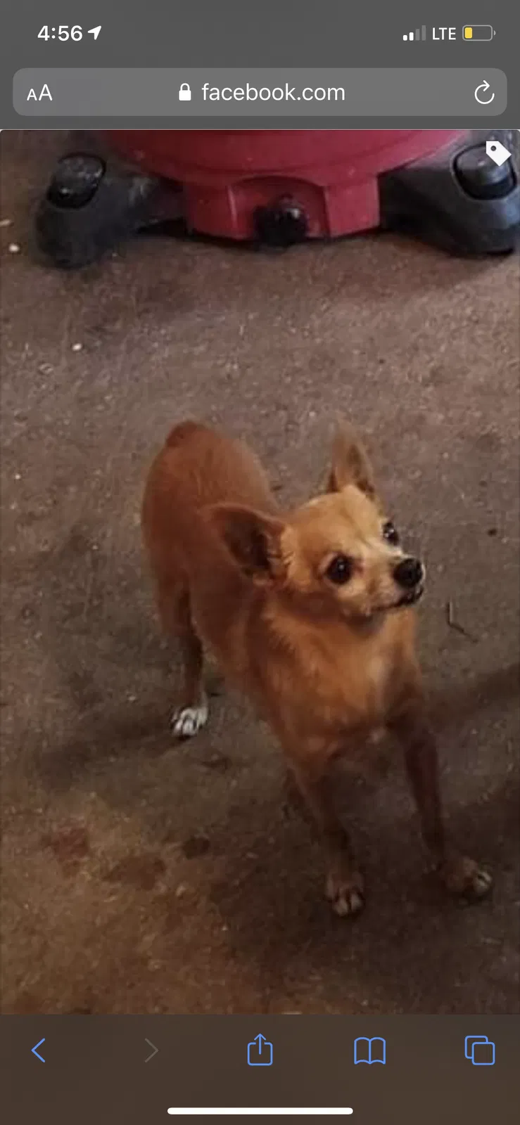 Lost dog in American Falls, ID, 83211