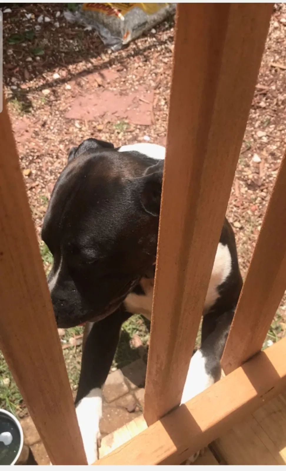 Lost dog in Westwego, LA, 70094