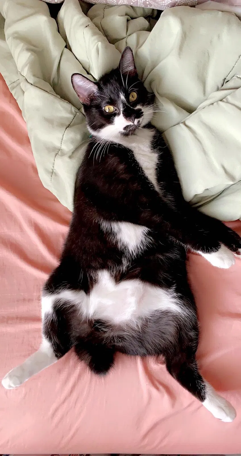 Lost cat in Cibolo, TX, 78108
