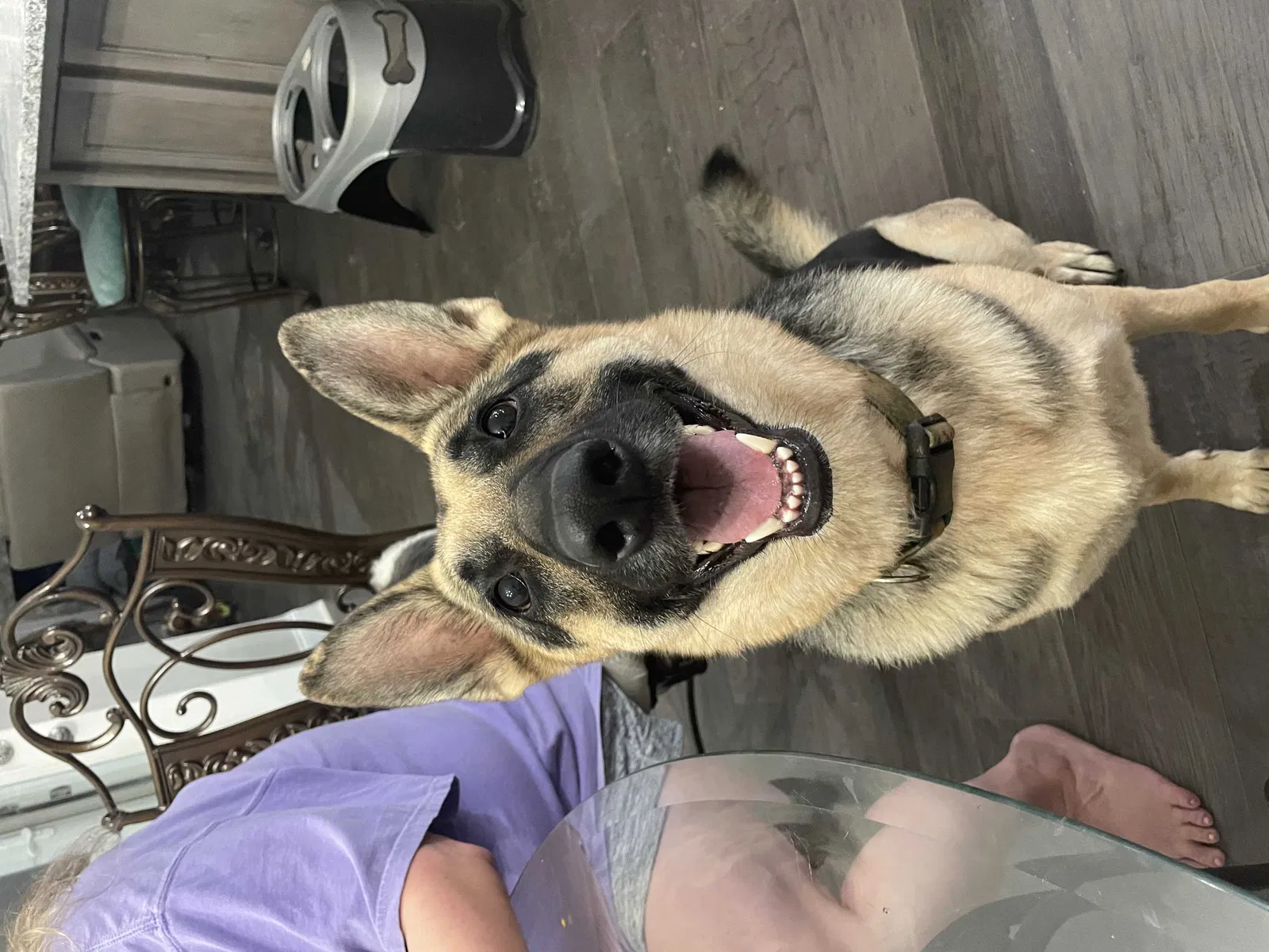 Lost dog in Owens Cross Roads, AL, 35763