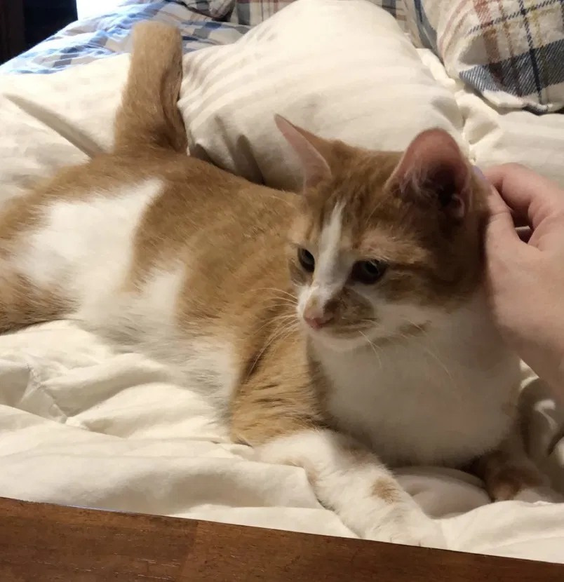 Lost cat in Peoria, IL, 61607