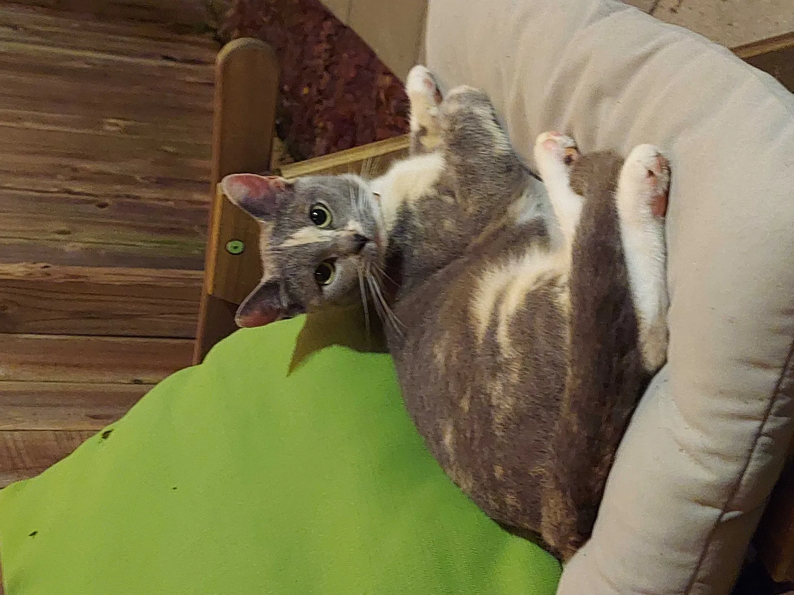 Lost cat in Milford, OH, 45150