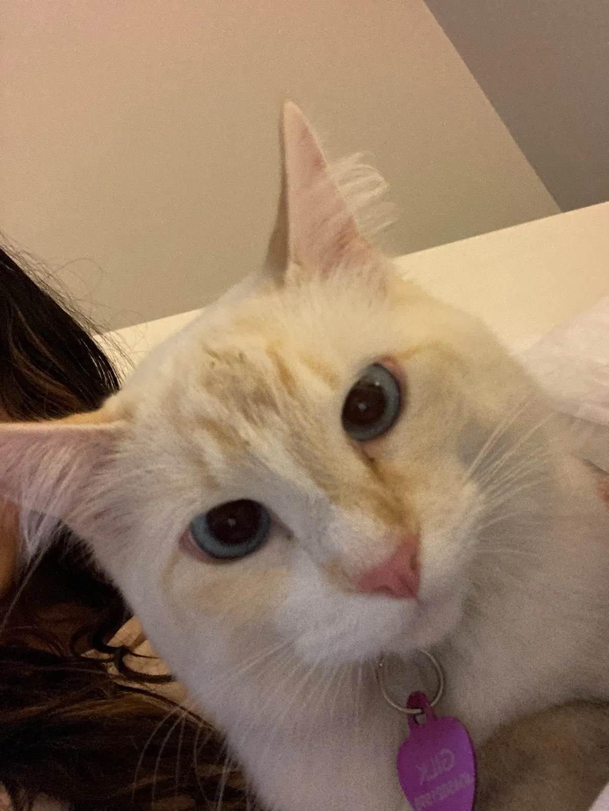 Lost cat in Marietta, GA, 30068